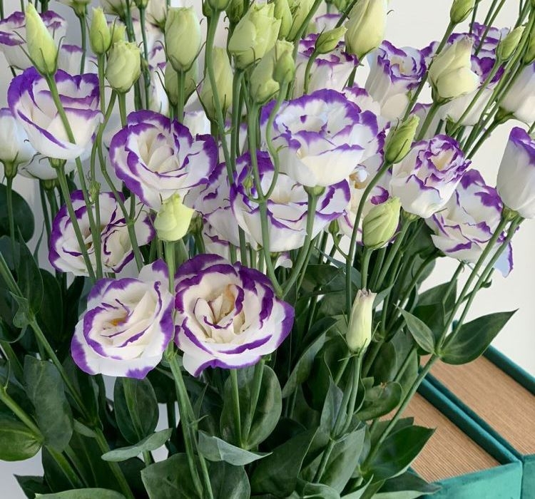 Lisianthus%20(%20Lale%20Gül%20)%20Gelin%20Buketi Serisi%20-%20MAVİ%20NOKTA (%205%20Tohum%20)