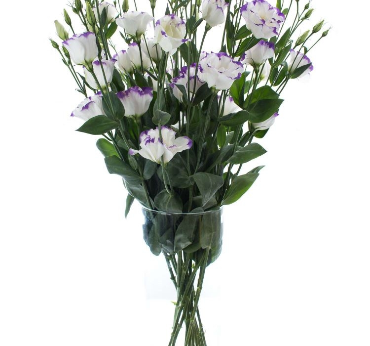 Lisianthus%20(%20Lale%20Gül%20)%20Gelin%20Buketi Serisi%20-%20MAVİ%20NOKTA (%205%20Tohum%20)