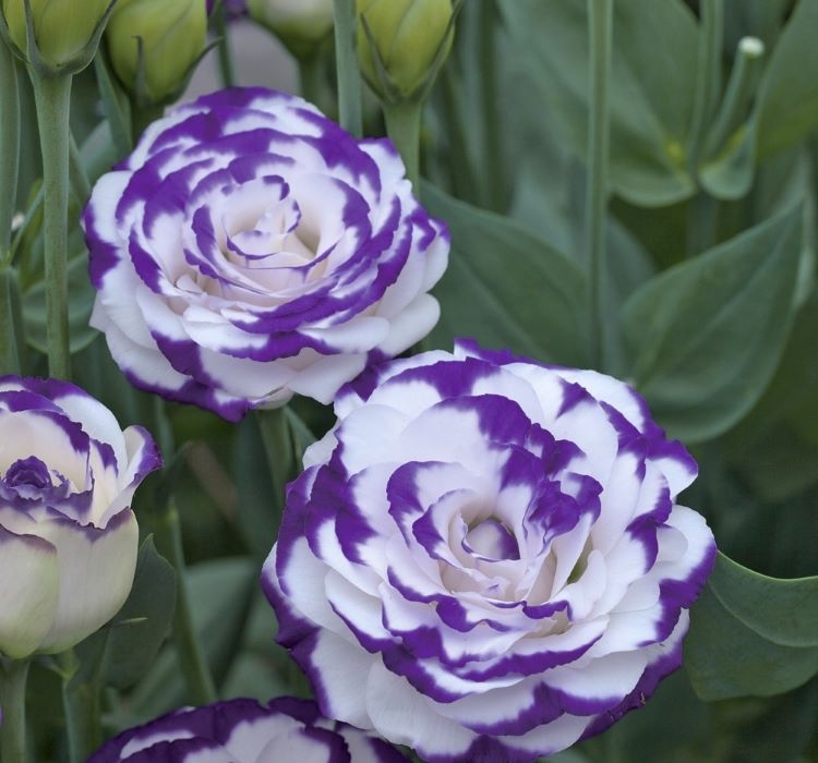 Lisianthus%20(%20Lale%20Gül%20)%20Gelin%20Buketi Serisi%20-%20MAVİ%20NOKTA (%205%20Tohum%20)