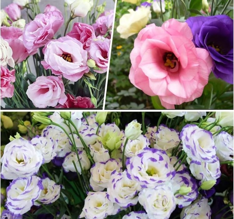 Lisianthus%20(%20Lale%20Gül%20)%20Gelin%20Buketi Serisi%20-%20KARIŞIK (%205%20Tohum%20)