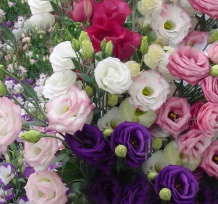 Lisianthus%20(%20Lale%20Gül%20)%20Gelin%20Buketi Serisi%20-%20KARIŞIK (%205%20Tohum%20)