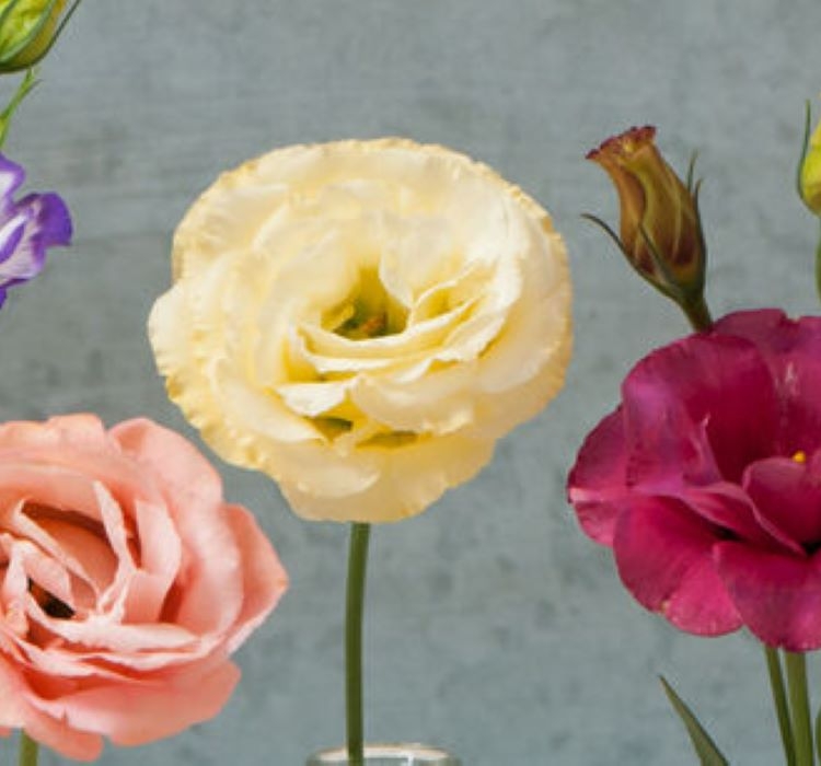 Lisianthus%20(%20Lale%20Gül%20)%20Gelin%20Buketi Serisi%20-%20KARIŞIK (%205%20Tohum%20)