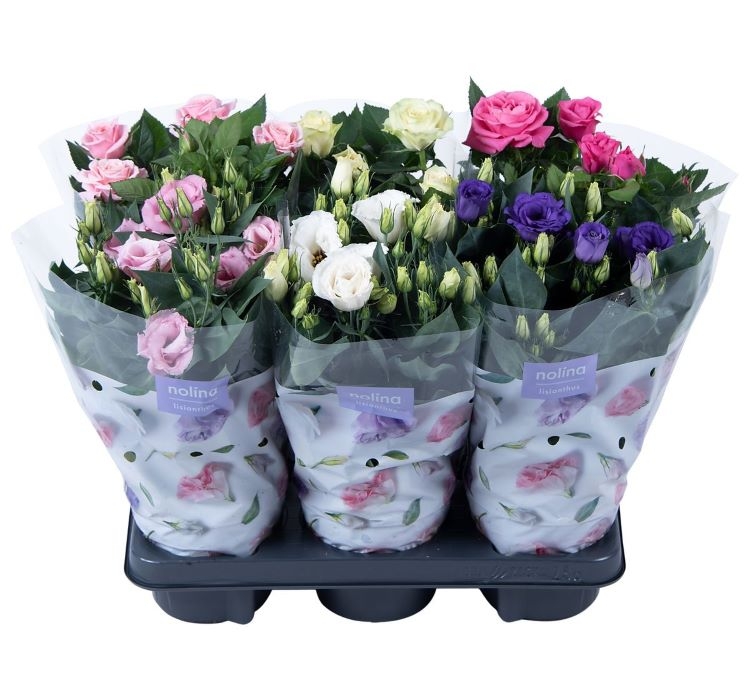 Lisianthus%20(%20Lale%20Gül%20)%20Gelin%20Buketi Serisi%20-%20KARIŞIK (%205%20Tohum%20)