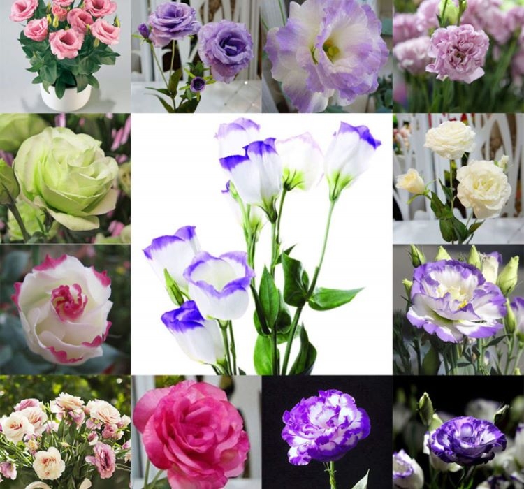 Lisianthus%20(%20Lale%20Gül%20)%20Gelin%20Buketi Serisi%20-%20KARIŞIK (%205%20Tohum%20)