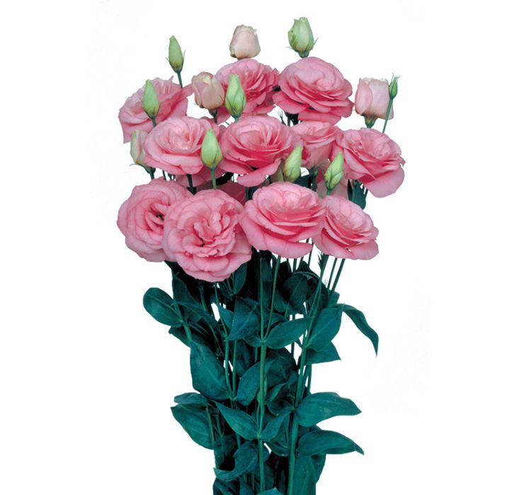 Lisianthus%20Çiçeği%20Tohumu%20(%20Katmerli,%20Bodur%20)%20Pembe%20Renkli%20-%205%20Tohum