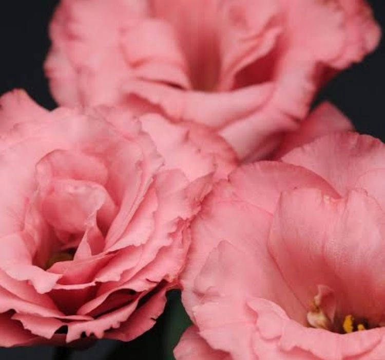 Lisianthus%20Katmerli%20Seri%20Pembe%20Renk%20-%20Saksılık%205%20Tohum