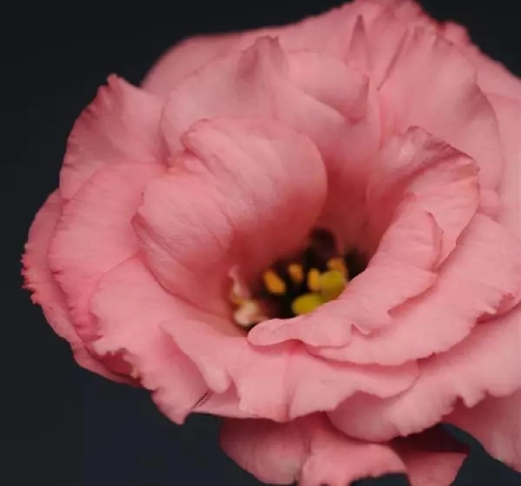 Lisianthus%20Katmerli%20Seri%20Pembe%20Renk%20-%20Saksılık%205%20Tohum