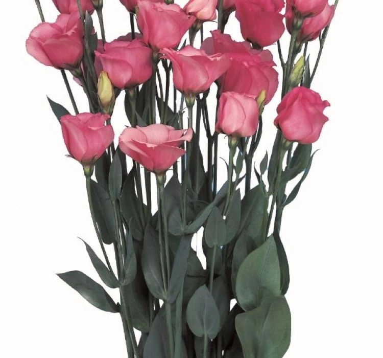 Lisianthus%20Katmerli%20Seri%20Pembe%20Renk%20-%20Saksılık%205%20Tohum