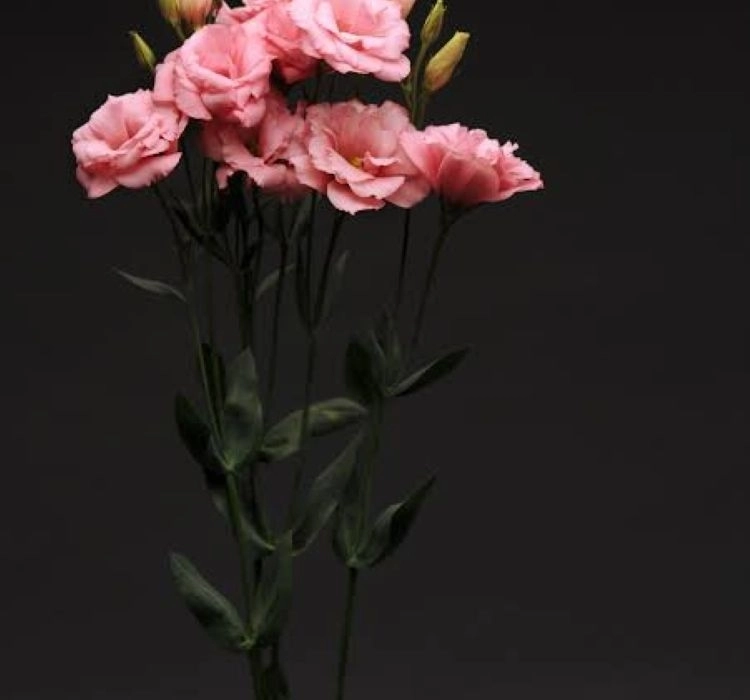 Lisianthus%20Katmerli%20Seri%20Pembe%20Renk%20-%20Saksılık%205%20Tohum