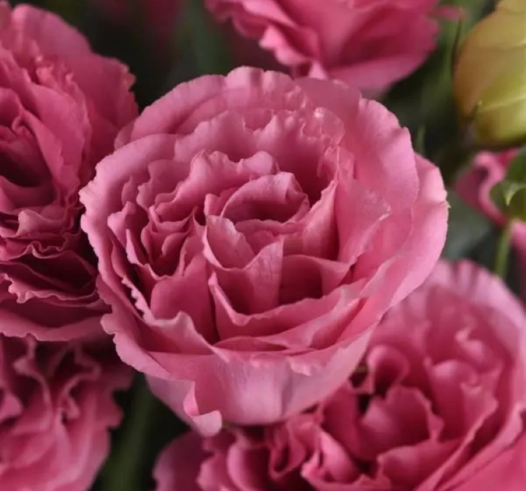 Lisianthus%20Katmerli%20Seri%20Pembe%20Renk%20-%20Saksılık%205%20Tohum