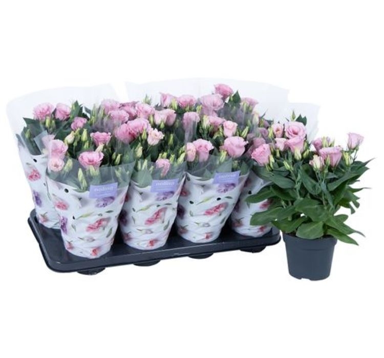 Lisianthus%20(%20Lale%20Gül%20)%20Julyet Serisi%20-%20PEMBE (%205%20Tohum%20)