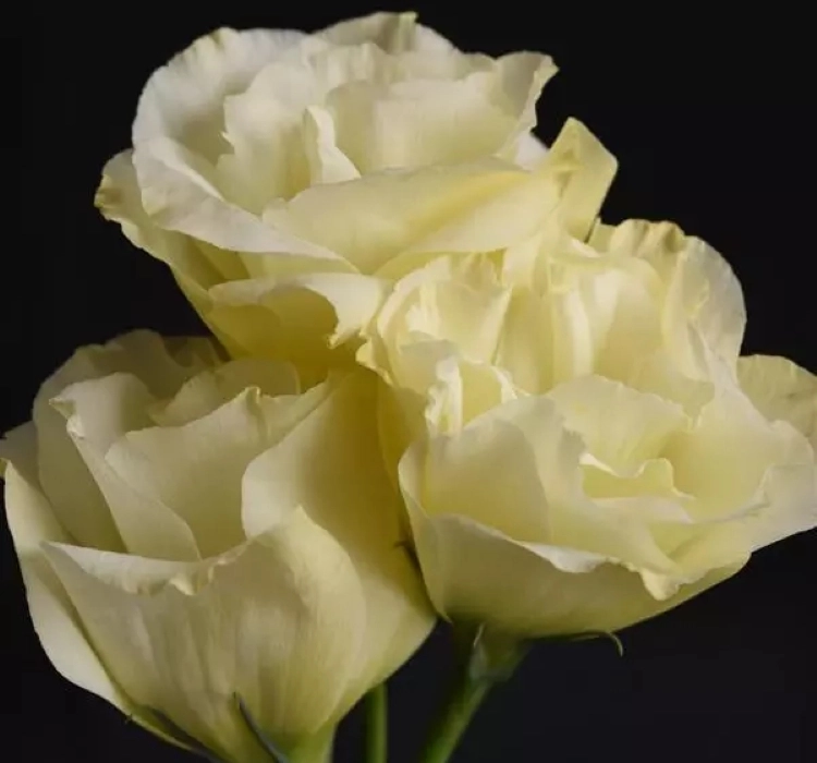 Lisianthus%20Katmerli%20Seri%20Sarı%20Renk%20-%20Saksılık%205%20Tohum