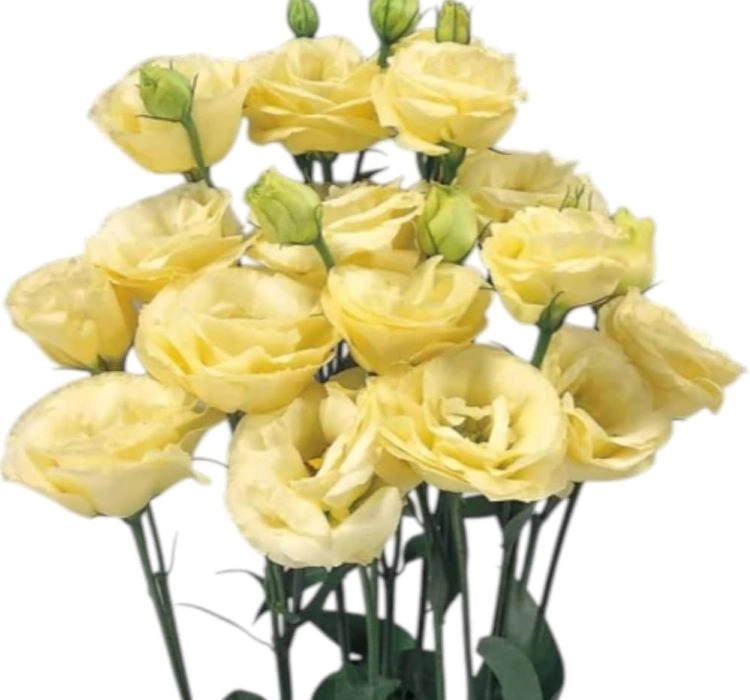Lisianthus%20Katmerli%20Seri%20Açık%20Sarı%20Renk%20-%20Saksılık%205%20Tohum
