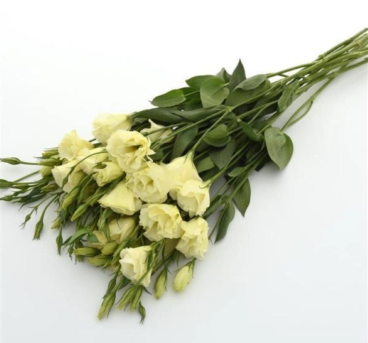 Lisianthus%20Katmerli%20Seri%20Sarı%20Renk%20-%20Saksılık%205%20Tohum