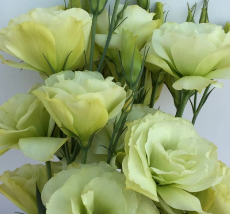 Lisianthus%20Katmerli%20Seri%20Açık%20Sarı%20Renk%20-%20Saksılık%205%20Tohum