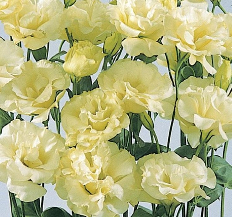 Lisianthus%20Katmerli%20Seri%20Açık%20Sarı%20Renk%20-%20Saksılık%205%20Tohum