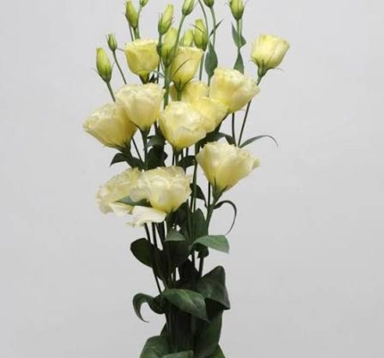 Lisianthus%20Katmerli%20Seri%20Açık%20Sarı%20Renk%20-%20Saksılık%205%20Tohum
