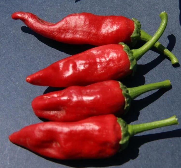 BİBER%20MARAŞ%20%20(%20ÇOKLU%20TOHUM%20)%20-%205%20Gram
