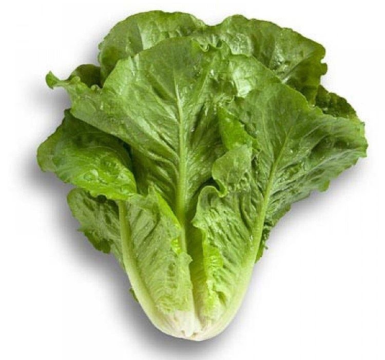 MARUL%20YEDİKULE%20%20(%20ÇOKLU%20TOHUM%20)%20-%205%20Gram