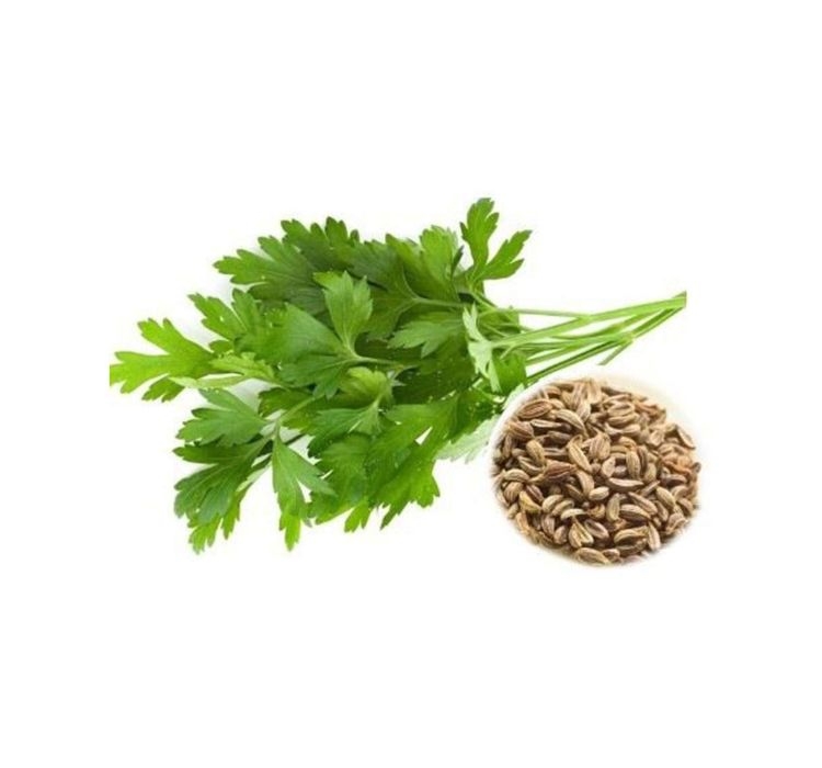 MAYDANOZ%20İRİ%20YAPRAK%20(%20ÇOKLU%20TOHUM%20)%20-%2010%20Gram