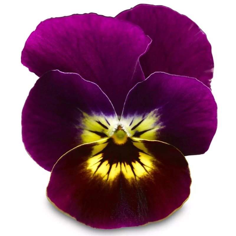 Menekşe%20Peri%20Kanadı%20Sarı%20Mavi%20Renk%20-%20Saksılık%2010%20Tohum