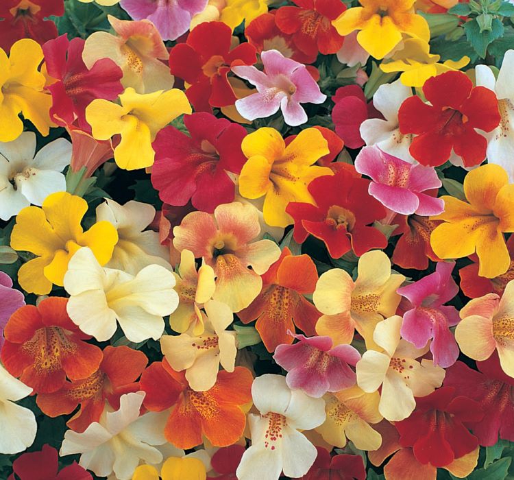 Mimulus%20Çiçeği%20Tohumu%20(%20Çok%20Çiçekli%20Bodur%20)%20Karışık%20Renkli%20-%2015%20Tohum