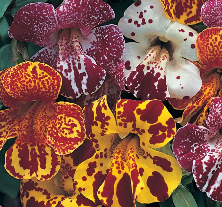 Mimulus%20Çiçeği%20Tohumu%20(%20Çok%20Çiçekli%20Bodur%20)%20Karışık%20Renkli%20-%2015%20Tohum