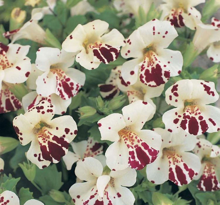 Mimulus%20Çiçeği%20Tohumu%20(%20Çok%20Çiçekli%20Bodur%20)%20Karışık%20Renkli%20-%2015%20Tohum