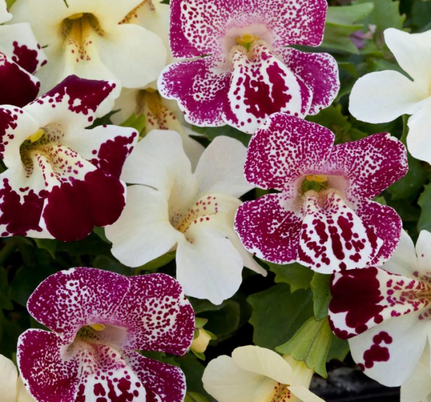 Mimulus%20Çiçeği%20Tohumu%20(%20Çok%20Çiçekli%20Bodur%20)%20Karışık%20Renkli%20-%2015%20Tohum