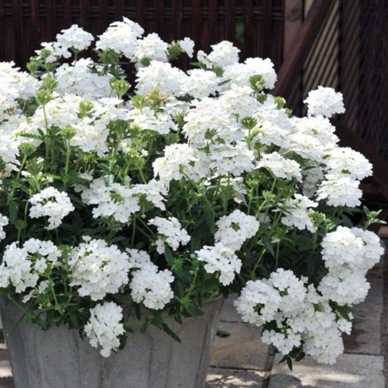 Mine%20Çiçeği%20Sarkan%20Seri%20Beyaz%20Renk%20-%20Saksılık%2010%20Tohum