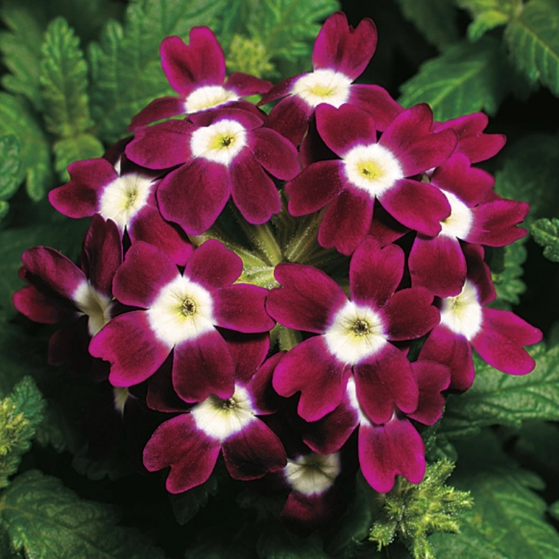 Mine%20Çiçeği%20Sarkan%20Seri%20Burgundy%20Renk%20-%20Saksılık%2010%20Tohum