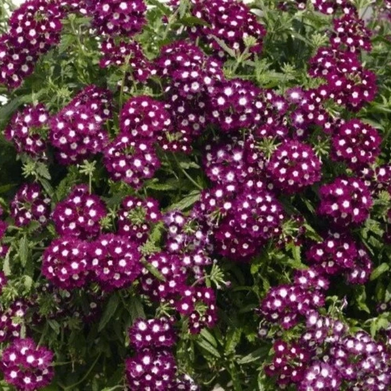 Mine%20Çiçeği%20Sarkan%20Seri%20Burgundy%20Renk%20-%20Saksılık%2010%20Tohum