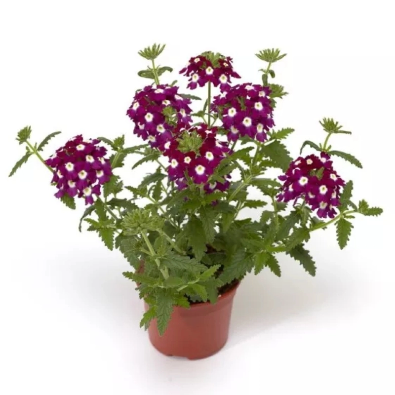 Mine%20Çiçeği%20Sarkan%20Seri%20Burgundy%20Renk%20-%20Saksılık%2010%20Tohum