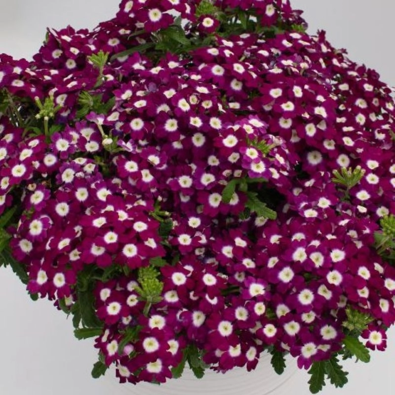Mine%20Çiçeği%20Sarkan%20Seri%20Burgundy%20Renk%20-%20Saksılık%2010%20Tohum