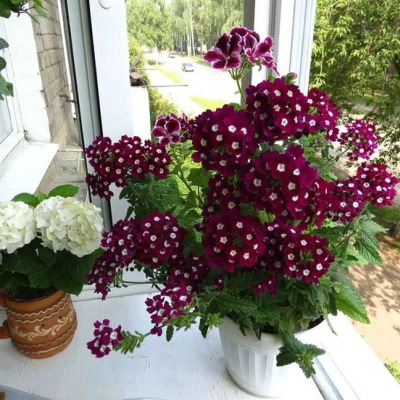 Mine%20Çiçeği%20Sarkan%20Seri%20Burgundy%20Renk%20-%20Saksılık%2010%20Tohum