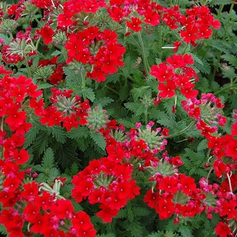 Mine%20Çiçeği%20Sarkan%20Seri%20Kırmızı%20Renk%20-%20Saksılık%2010%20Tohum