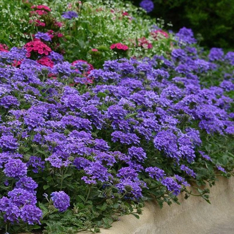 Mine%20Çiçeği%20Sarkan%20Seri%20Mavi%20Renk%20-%20Saksılık%2010%20Tohum