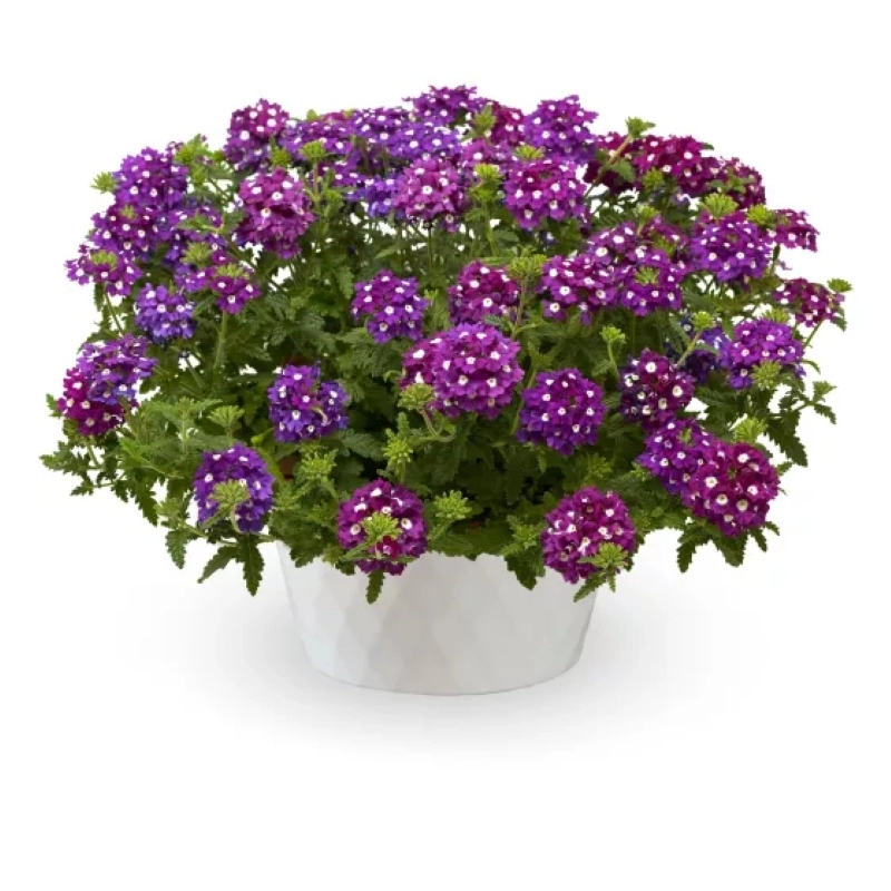 Mine%20Çiçeği%20Sarkan%20Seri%20Mor%20Nokta%20Renk%20-%20Saksılık%2010%20Tohum