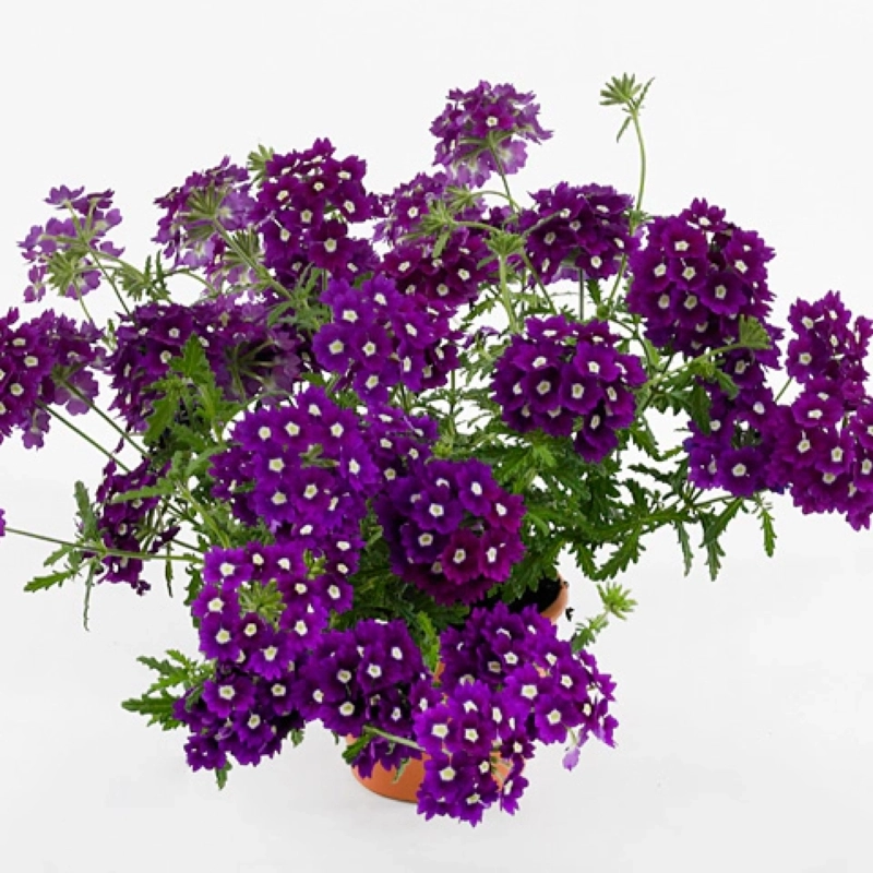 Mine%20Çiçeği%20Sarkan%20Seri%20Mor%20Nokta%20Renk%20-%20Saksılık%2010%20Tohum