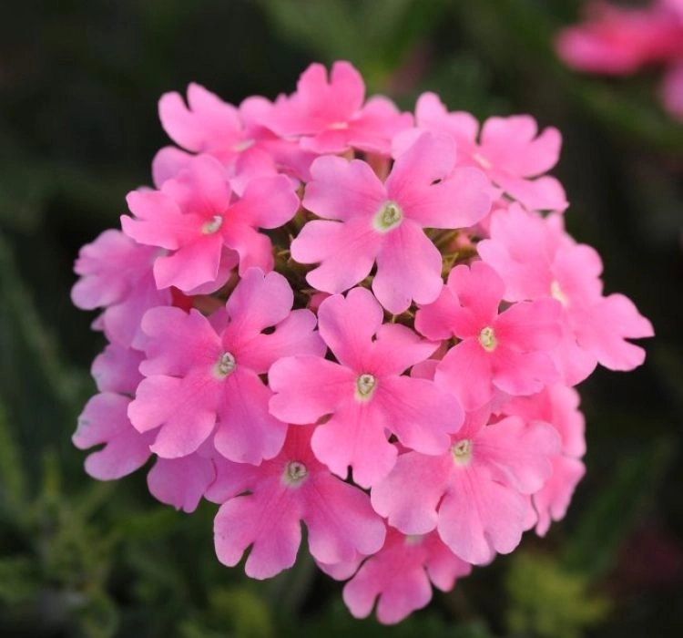 Mine%20Sarkan%20Antik%20Pembe%20Renk%20-%20Saksılık%2010%20Tohum