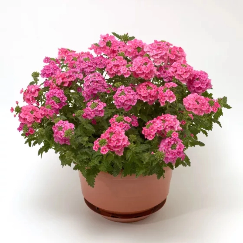 Mine%20Çiçeği%20Sarkan%20Seri%20Pembe%20Renk%20-%20Saksılık%2010%20Tohum