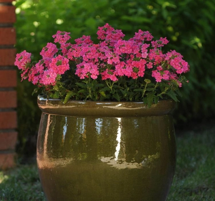 Mine%20Sarkan%20Antik%20Pembe%20Renk%20-%20Saksılık%2010%20Tohum