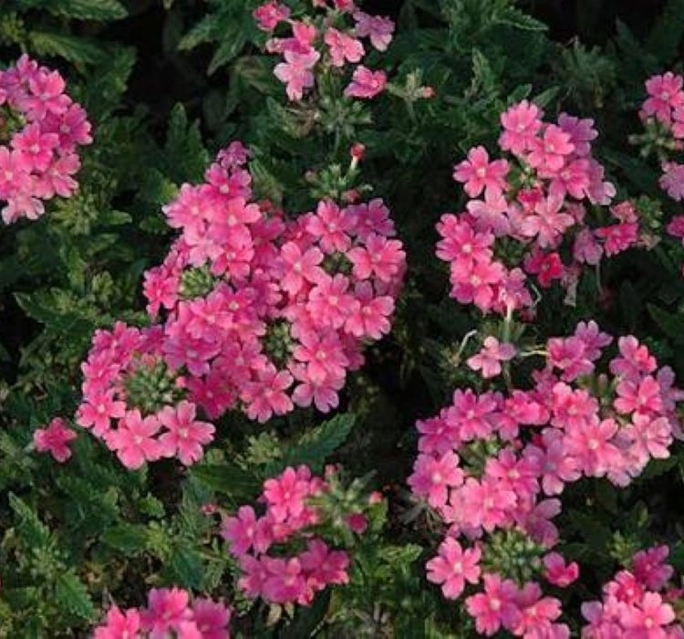 Mine%20Sarkan%20Antik%20Pembe%20Renk%20-%20Saksılık%2010%20Tohum