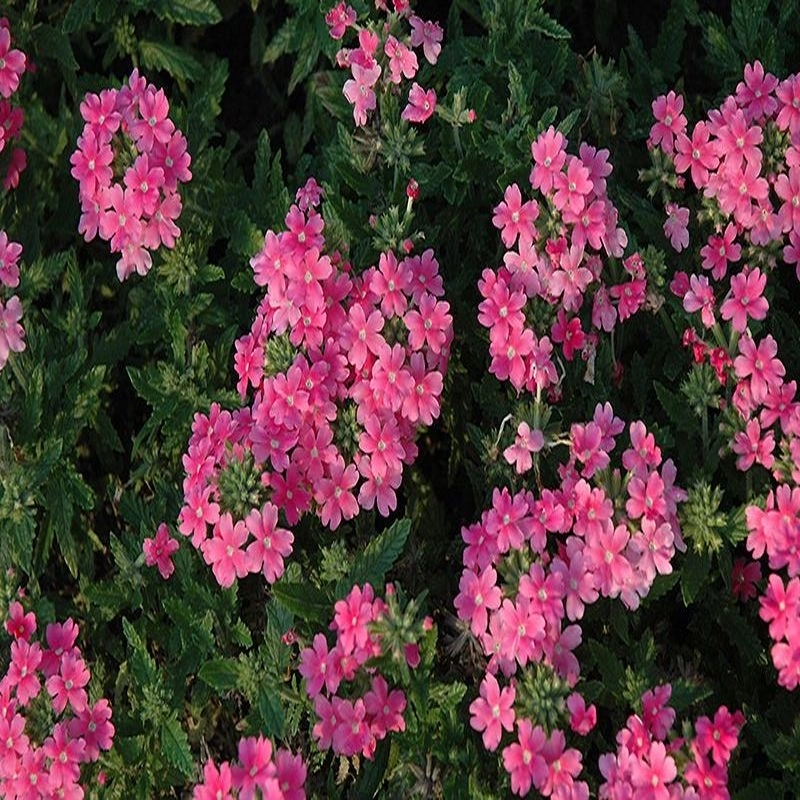 Mine%20Çiçeği%20Sarkan%20Seri%20Pembe%20Renk%20-%20Saksılık%2010%20Tohum