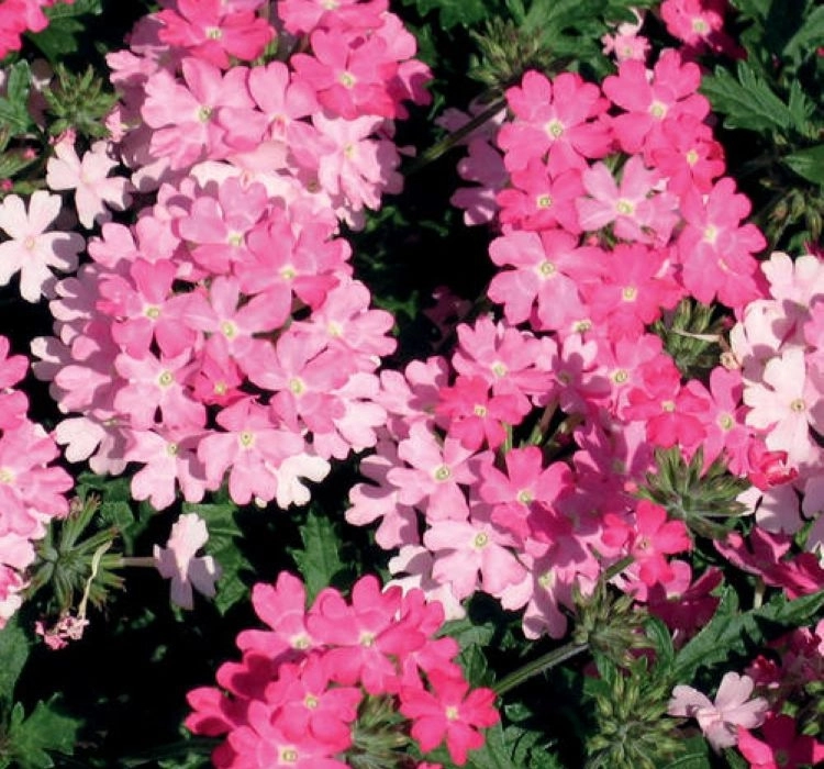 Mine%20Sarkan%20Antik%20Pembe%20Renk%20-%20Saksılık%2010%20Tohum