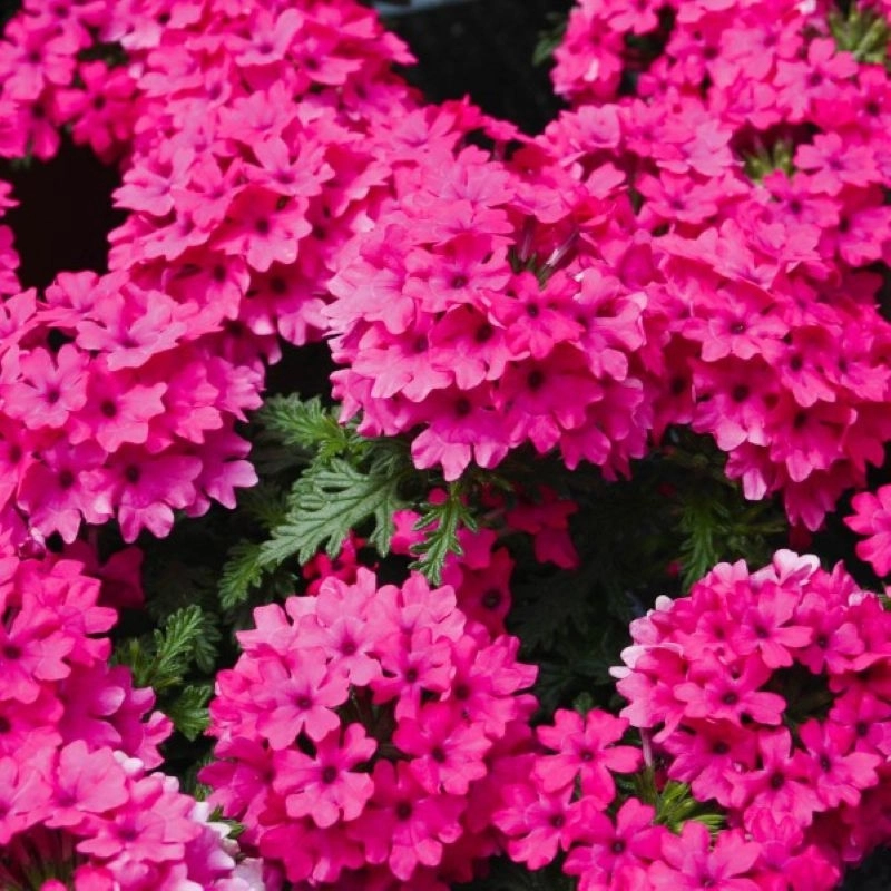 Mine%20Çiçeği%20Sarkan%20Seri%20Pembe%20Renk%20-%20Saksılık%2010%20Tohum