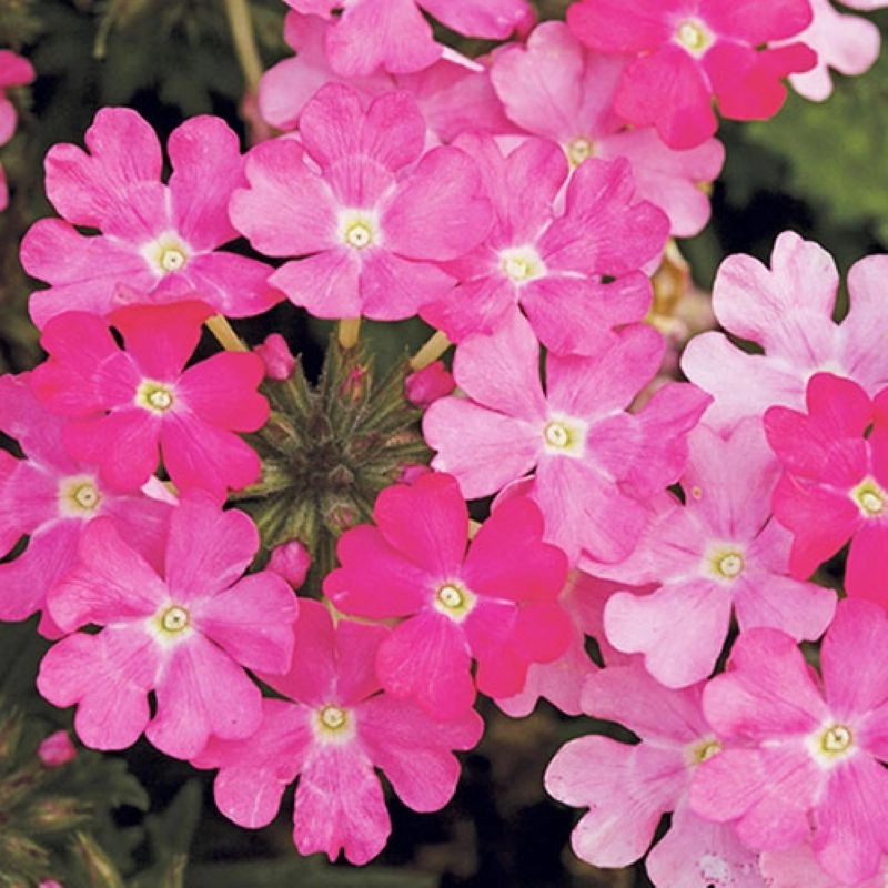 Mine%20Çiçeği%20Sarkan%20Seri%20Pembe%20Renk%20-%20Saksılık%2010%20Tohum