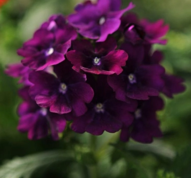 Mine%20Sarkan%20Antik%20Purble%20Renk%20-%20Saksılık%2010%20Tohum