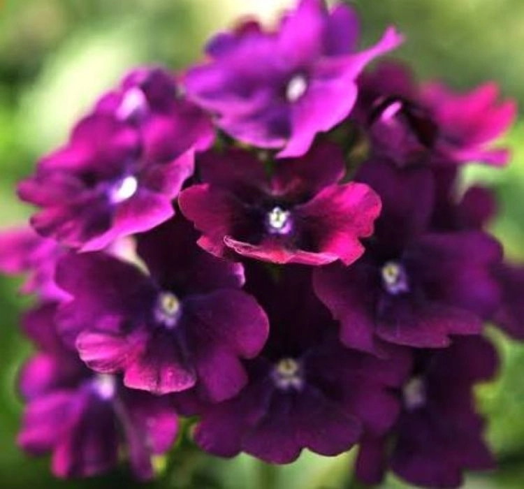 Mine%20Sarkan%20Antik%20Purble%20Renk%20-%20Saksılık%2010%20Tohum