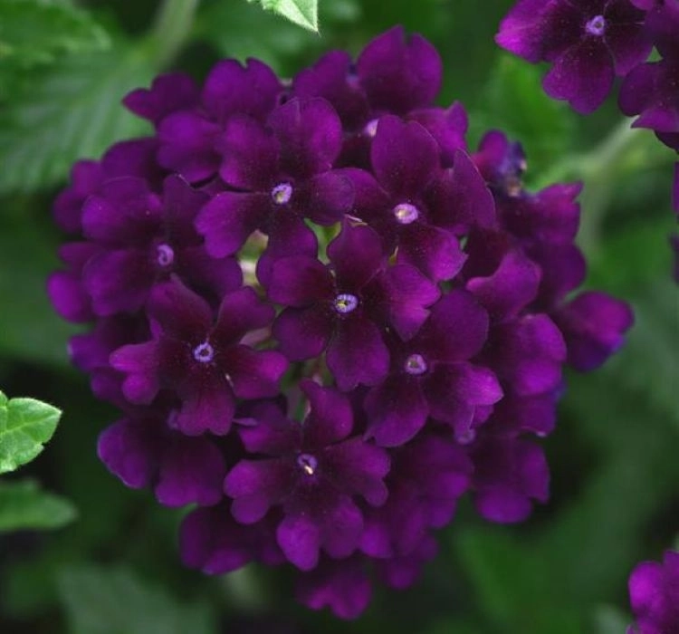 Mine%20Sarkan%20Antik%20Purble%20Renk%20-%20Saksılık%2010%20Tohum